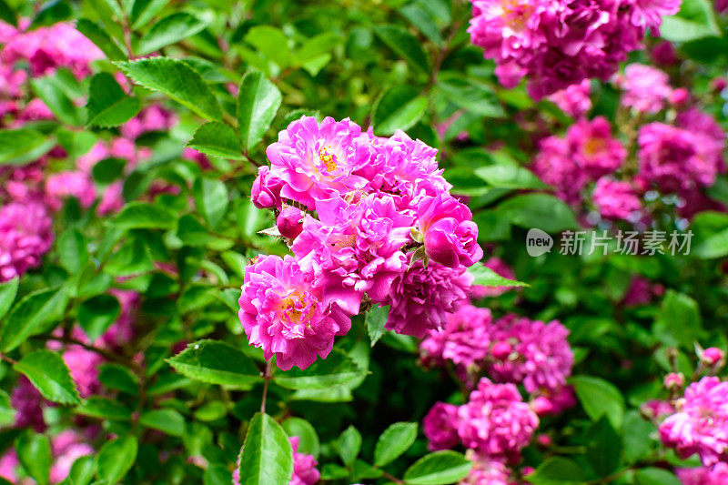 Bush with many delicate vivid pink magenta rose in full bloom and green leaves in a garden in a sunny summer day, beautiful outdoor flower background with soft focus。布什与许多鲜艳的粉红色洋红玫瑰盛开和绿叶在一个阳光明媚的夏天的一天，美丽的户外花背景与柔和的焦点